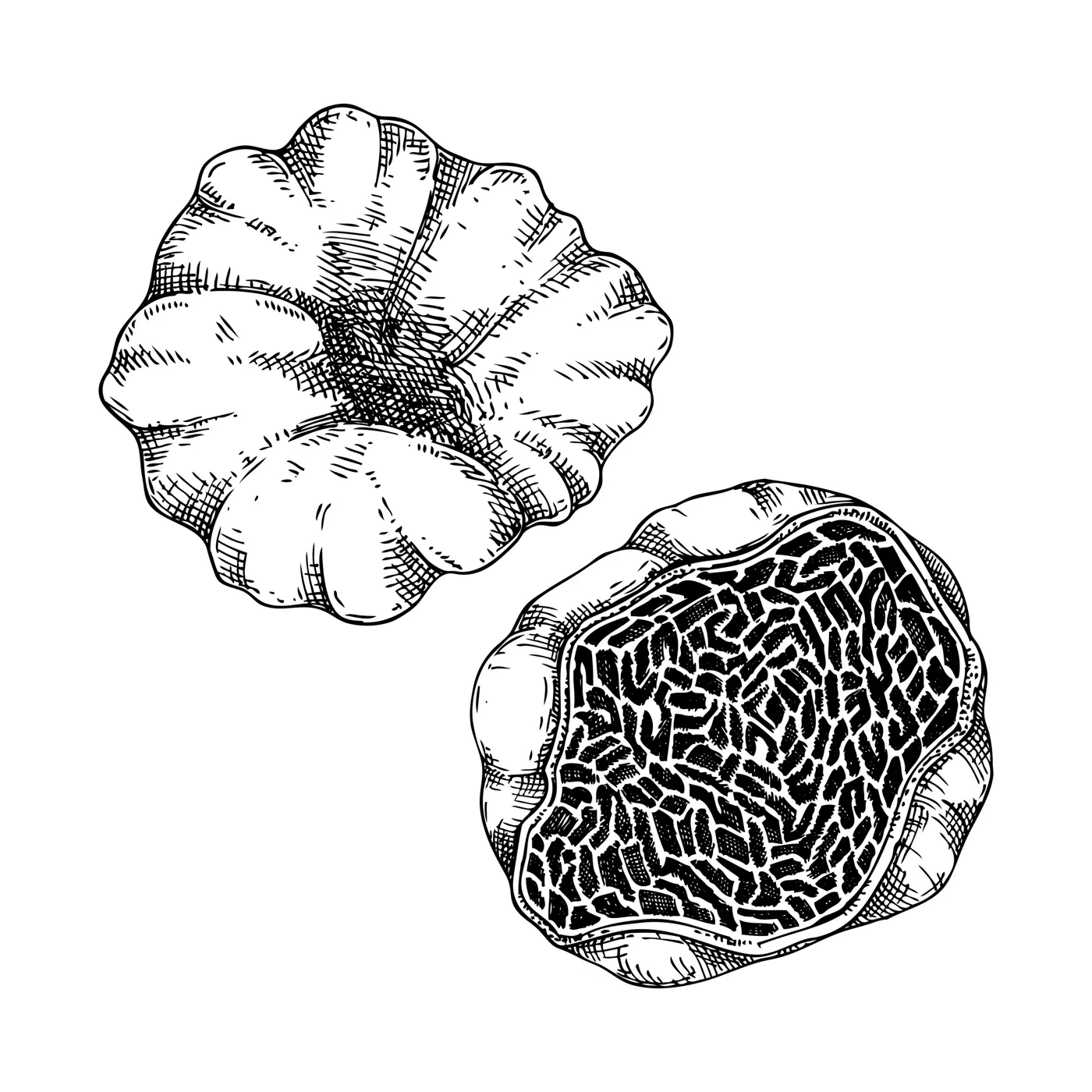 White truffle vector illustration. Edible fungus sketch. Fungal protein, mycoprotein source. Edible mushroom drawing isolated on white. Healthy food and plant-based meat substitutes design element Illustration